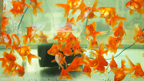 Как правильно ухаживать за золотыми рыбками в аквариуме?